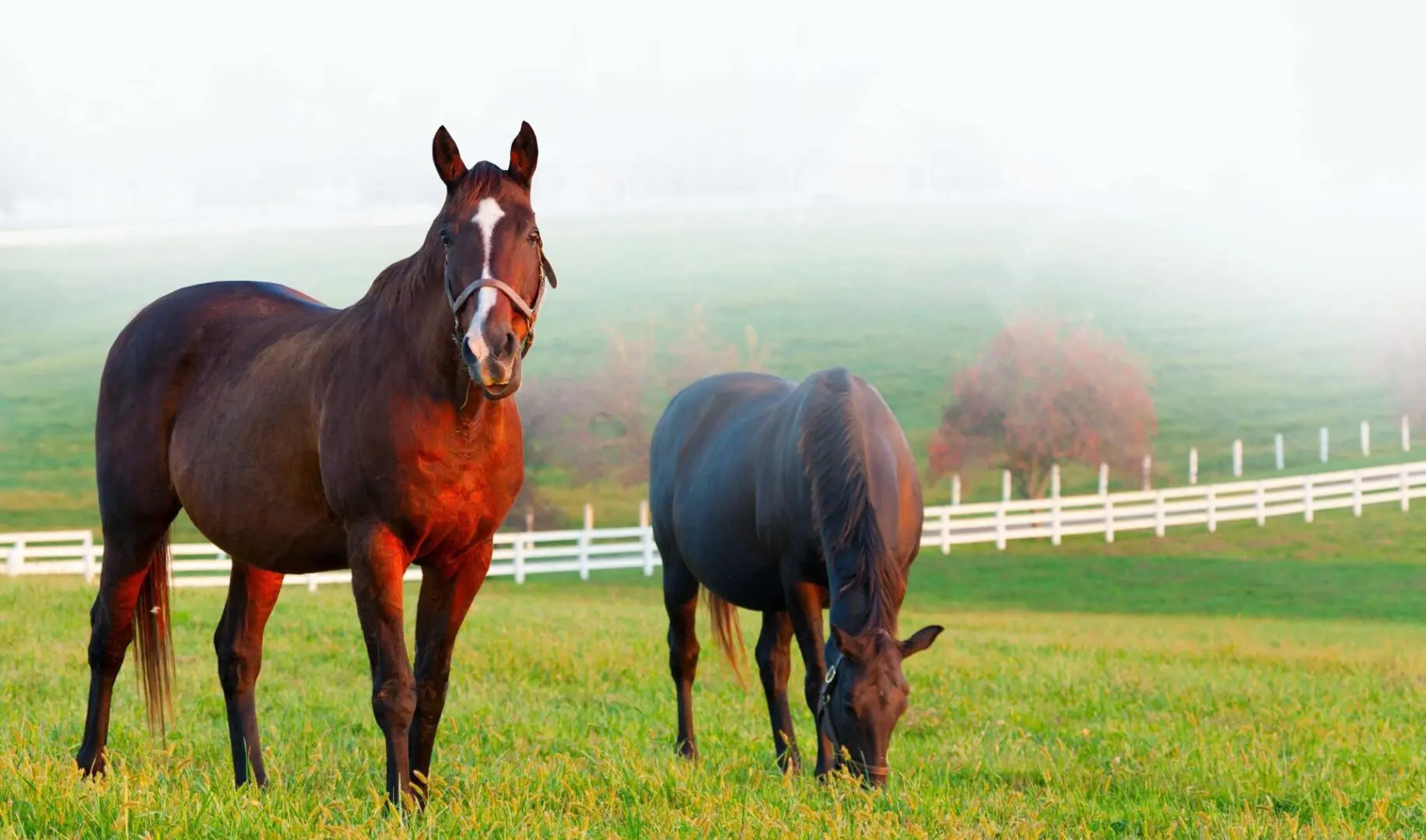 Horses in the fields on a farm