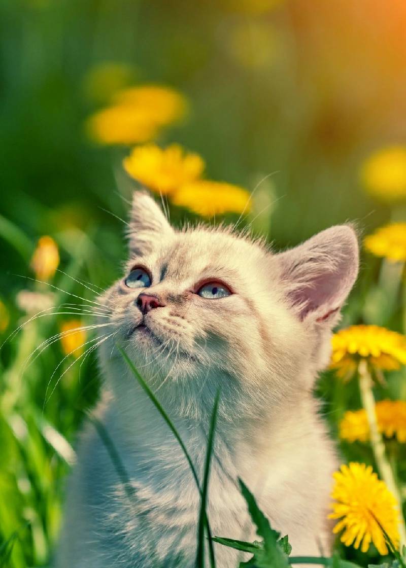 Little kitten walking in dandelion lawn