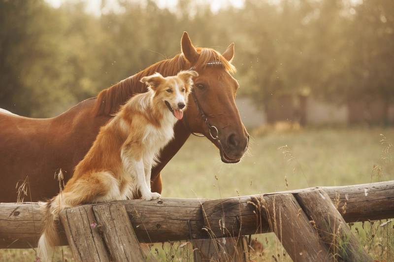 Close up from a brown horse and dog on a summer season
