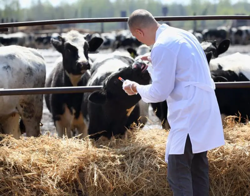 A Man in a White Coat Takes Analyzes the Cows on the Farm